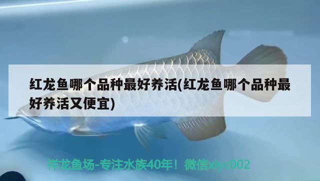 紅龍魚哪個品種最好養活(紅龍魚哪個品種最好養活又便宜)