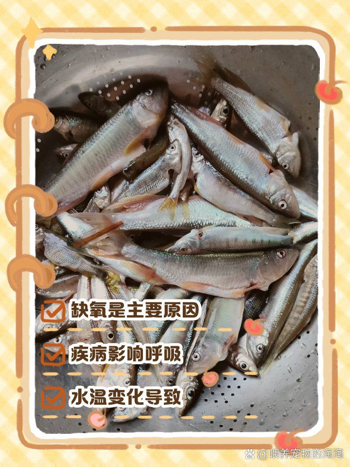 金龍魚張嘴是缺氧嗎？ 金龍魚張嘴是缺氧嗎？ 龍魚百科 第1張