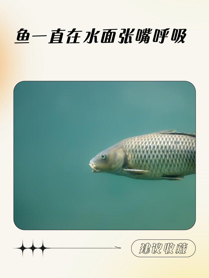 金龍魚張嘴是缺氧嗎？ 金龍魚張嘴是缺氧嗎？ 龍魚百科 第2張