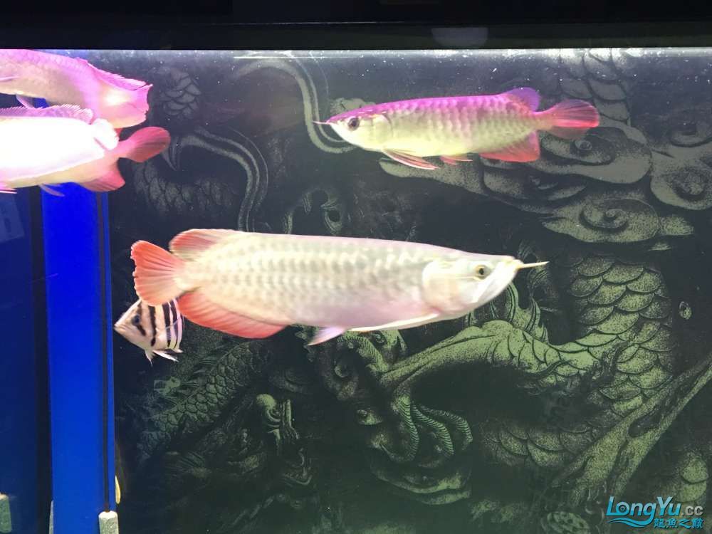 后堡村龍魚養殖的主要品種有哪些，后堡村龍魚養殖的主要品種有哪些后堡村龍魚養殖的主要品種對照表 后堡村龍魚養殖的主要品種有哪些，后堡村龍魚養殖的主要品種有哪些后堡村龍魚養殖的主要品種對照表 龍魚百科 第2張