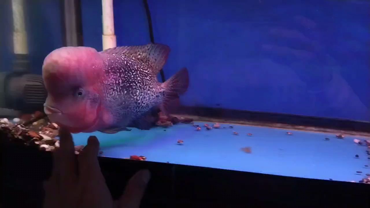 6歲了