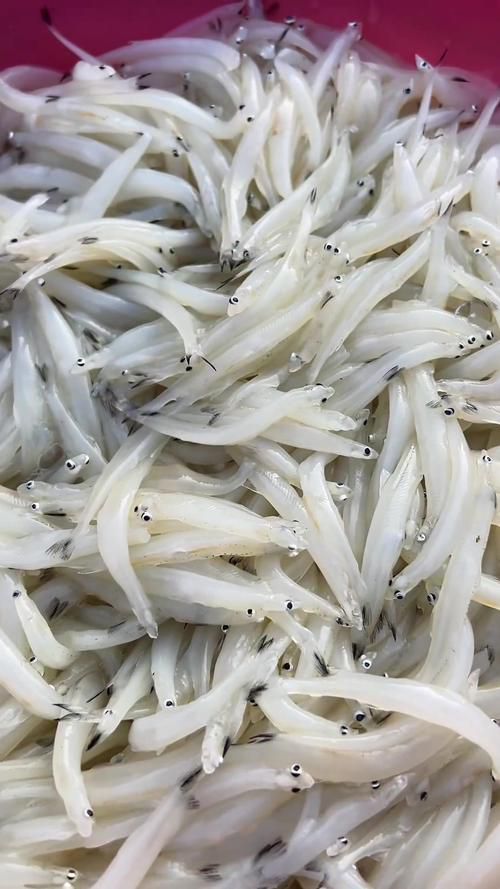 哪些魚是長江特色名魚？