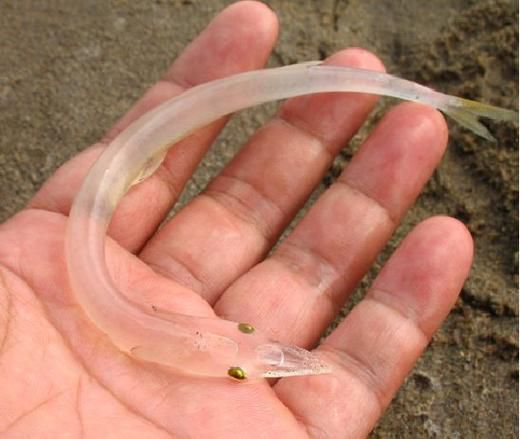 哪些魚是長江特色名魚？