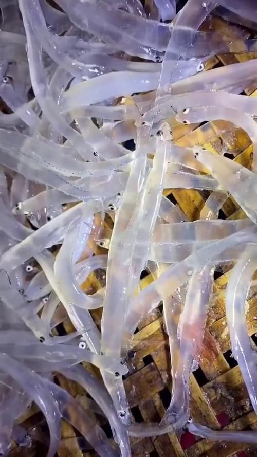 哪些魚是長江特色名魚？