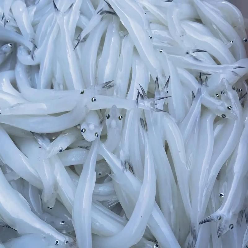 哪些魚是長江特色名魚？