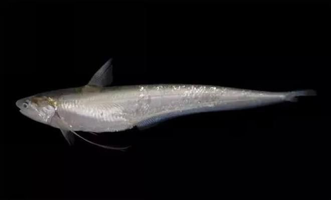 哪些魚是長江特色名魚？