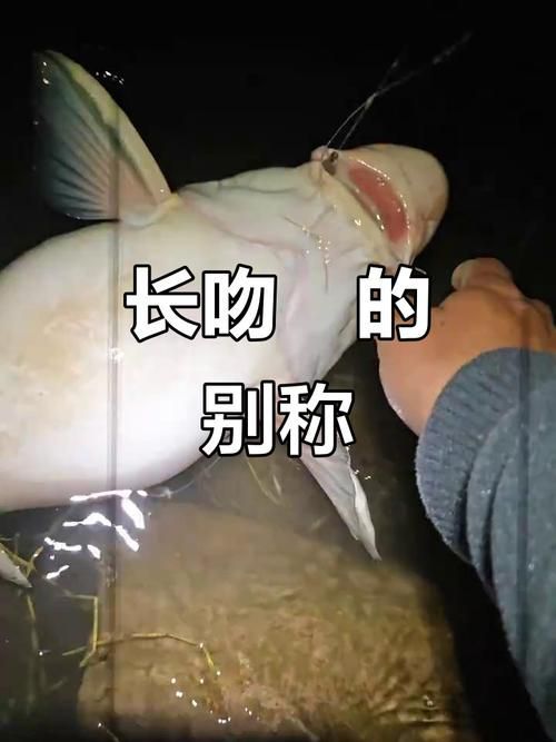哪些魚是長江特色名魚？