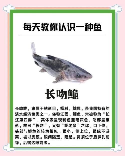 哪些魚是長江特色名魚？