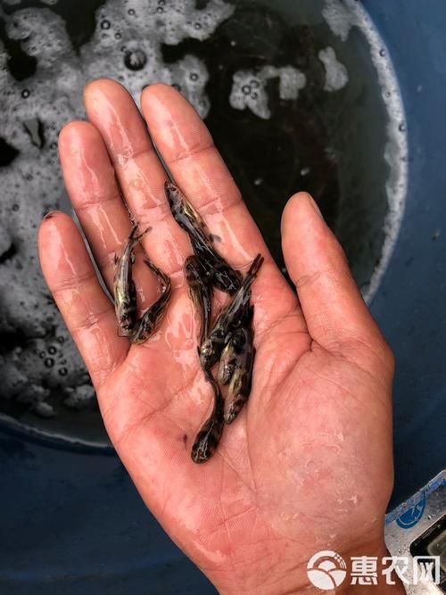 哪些魚是長江特色名魚？