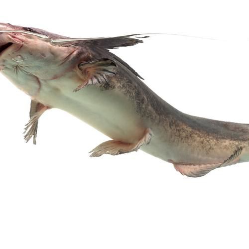哪些魚是長江特色名魚？
