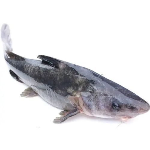 哪些魚是長江特色名魚？