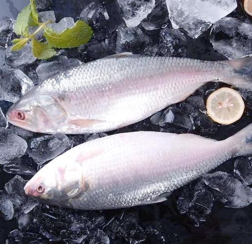 哪些魚是長江特色名魚？