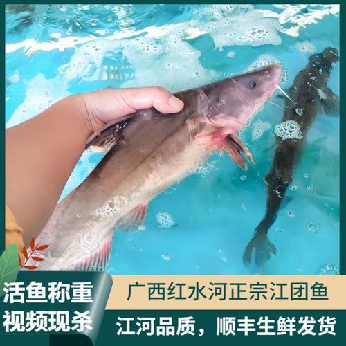 哪些魚是長江特色名魚？
