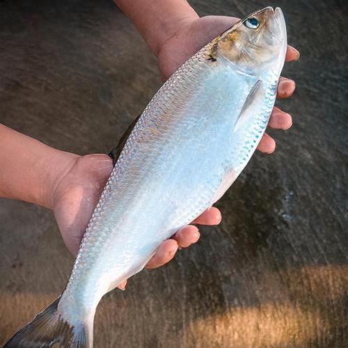 哪些魚是長江特色名魚？