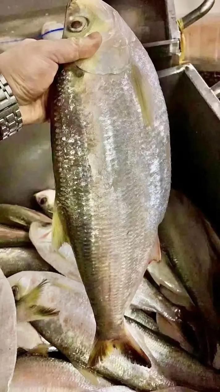 哪些魚是長江特色名魚？
