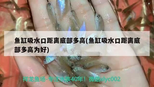 魚缸吸水口距離底部多高(魚缸吸水口距離底部多高為好) 魚缸吸水口距離底部多高(魚缸吸水口距離底部多高為好) 觀賞魚百科