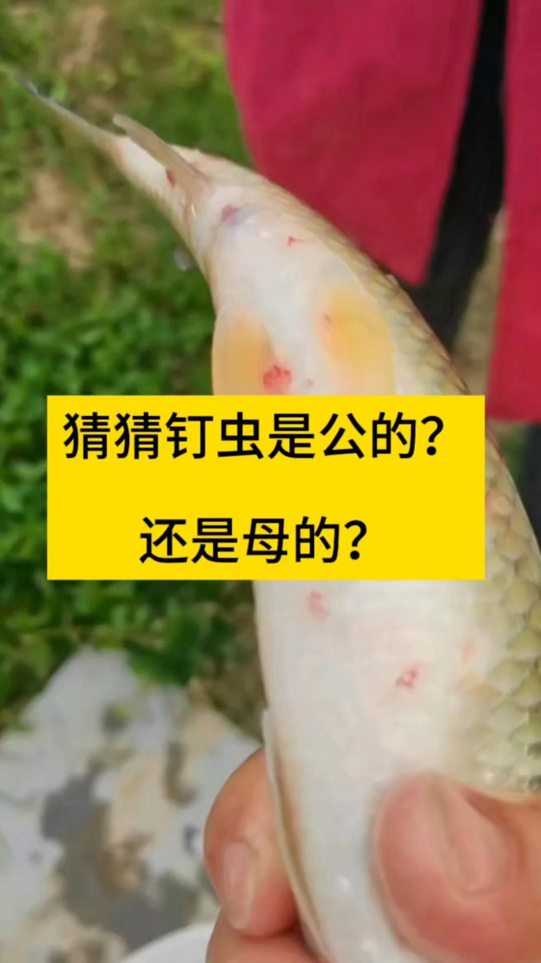 如何區(qū)分白點(diǎn)病、錨頭蚤感染和鰓部寄生蟲病？ 如何區(qū)分白點(diǎn)病、錨頭蚤感染和鰓部寄生蟲病？ 龍魚百科 第2張