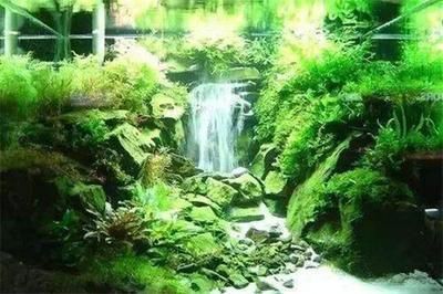 大嘴鯨能和龍魚混養嗎圖片（大嘴鯨能和龍魚混養嗎圖片大全）