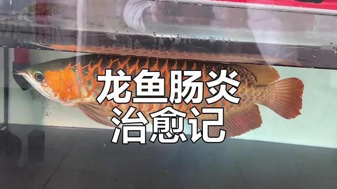 龍魚病的克星食物是什么