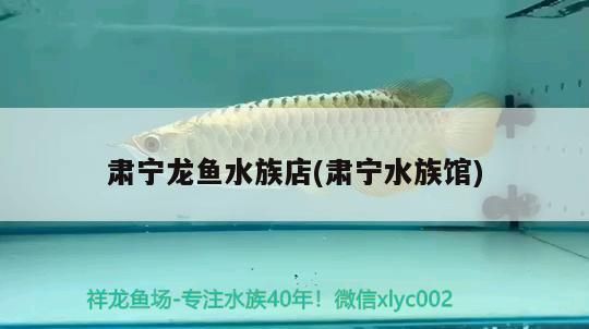肅寧龍魚(yú)水族店(肅寧水族館)