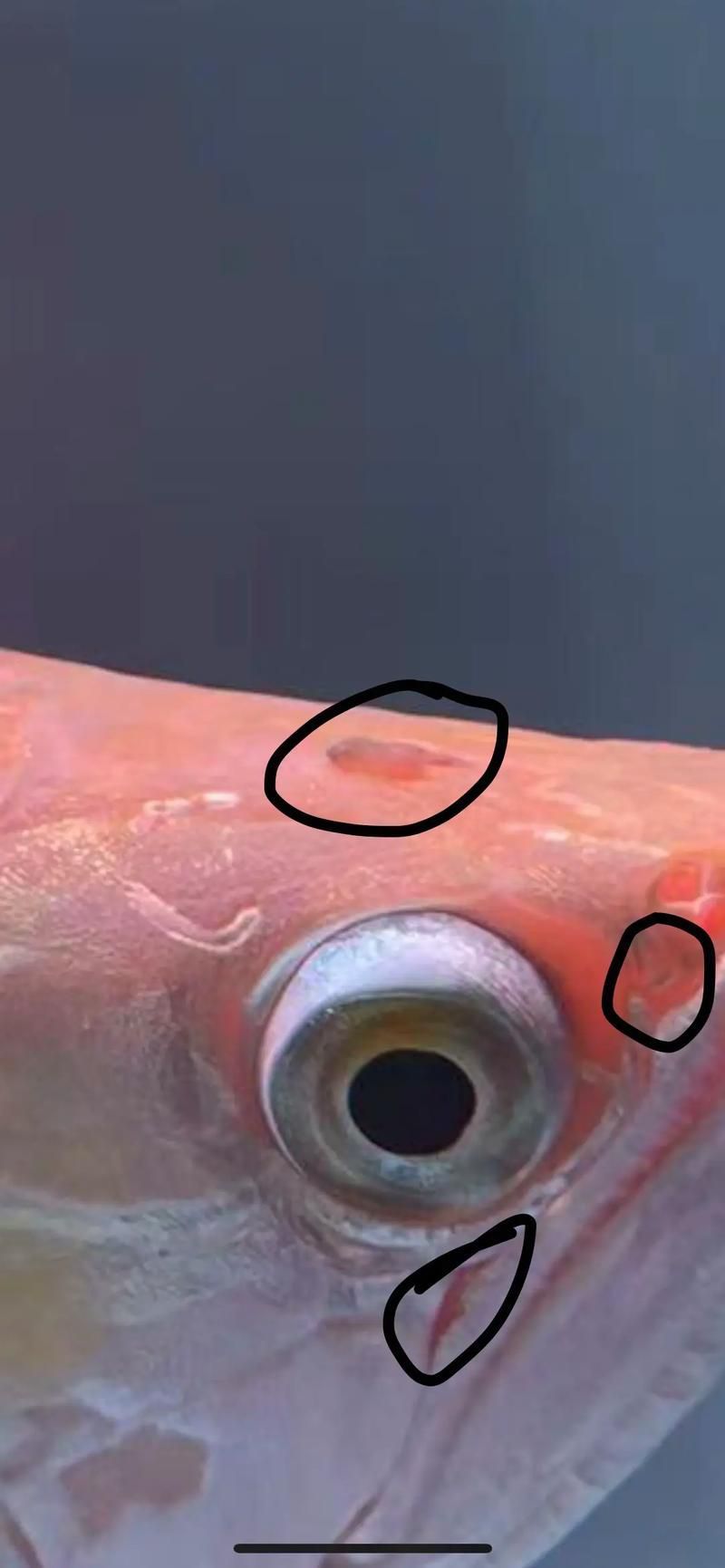 給我更多關于龍魚鰓蟲的圖片
