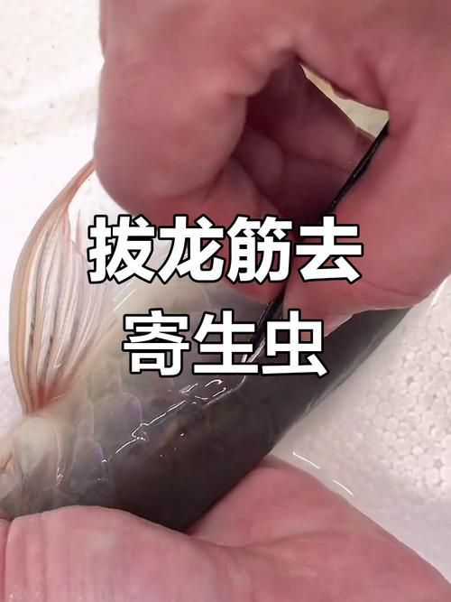 給我更多關于龍魚鰓蟲的圖片