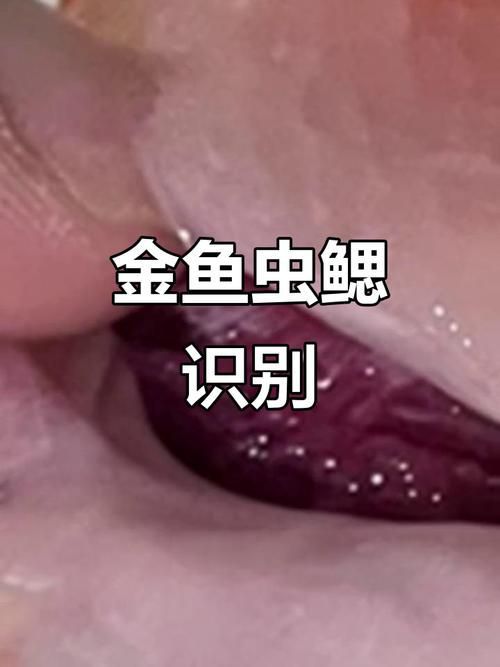 給我更多關于龍魚鰓蟲的圖片