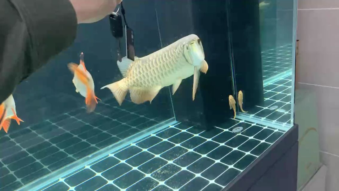 古典金龍