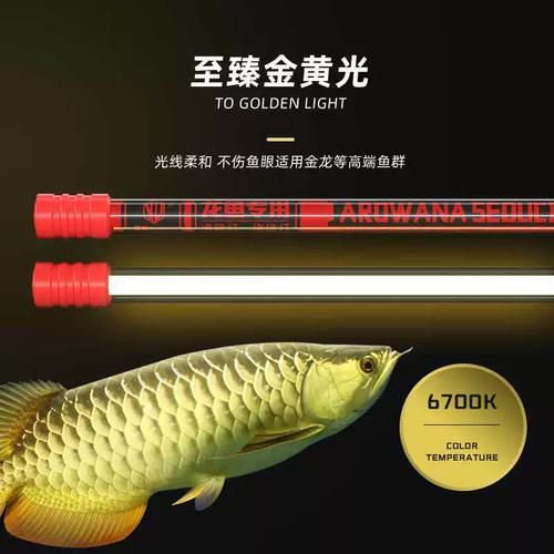 金龍魚專用發色燈的價格范圍是多少？
