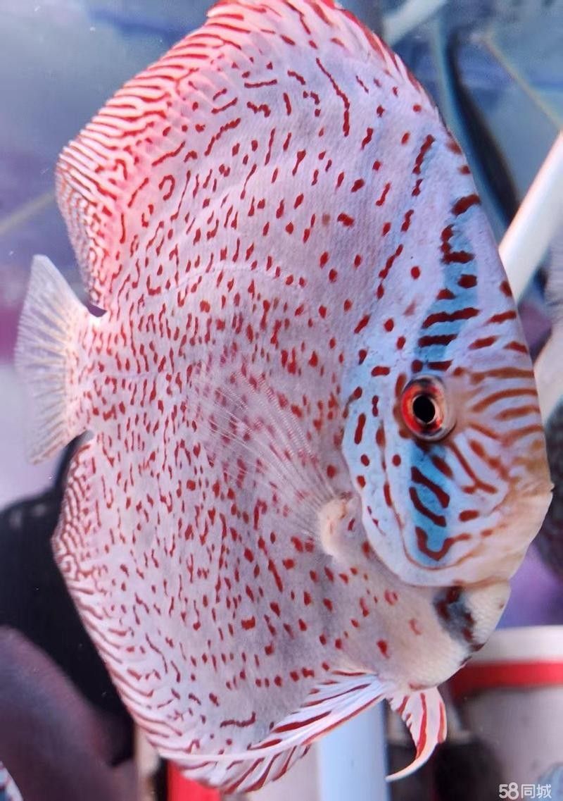 杏花嶺紅龍魚 杏花嶺紅龍魚 觀賞魚百科 第9張