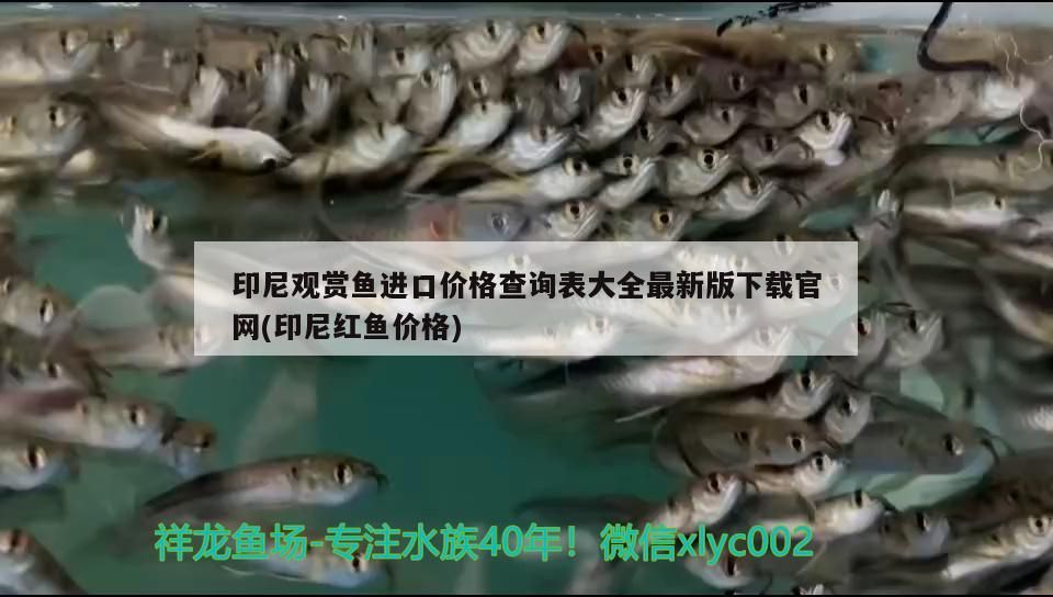 印尼觀賞魚進口價格查詢表大全最新版下載官網(印尼紅魚價格)