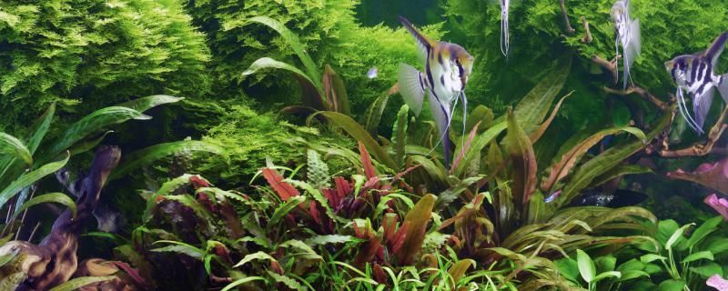 龍魚雌雄結構圖（曼龍魚如何區(qū)分雌雄）