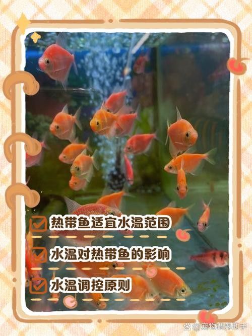金龍魚175cm中午趁午休 金龍魚175cm中午趁午休 觀賞魚百科 第5張