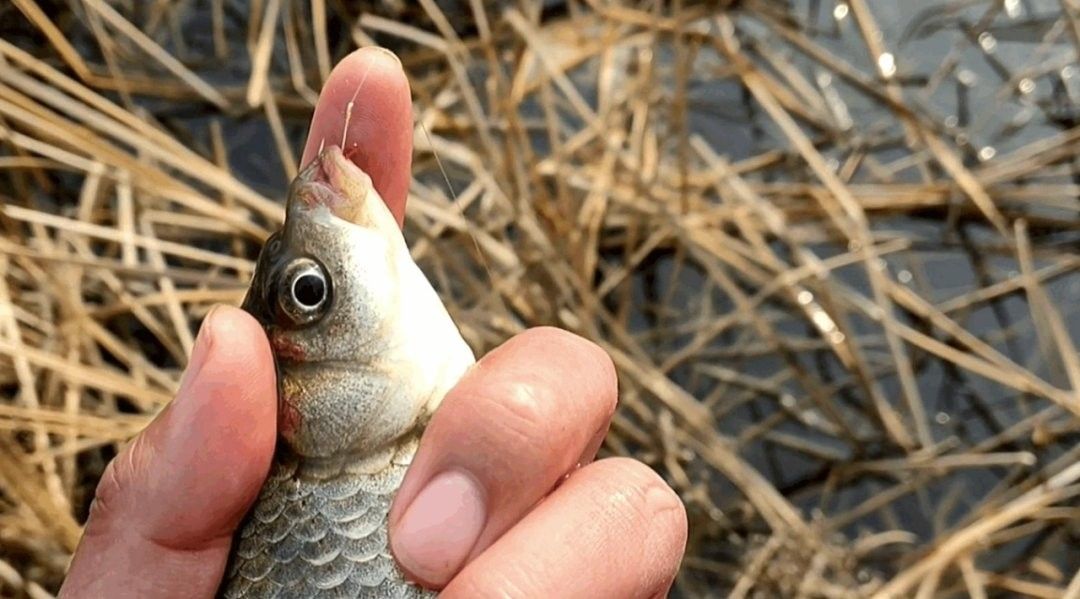 金龍魚175cm中午趁午休 金龍魚175cm中午趁午休 觀賞魚百科 第12張