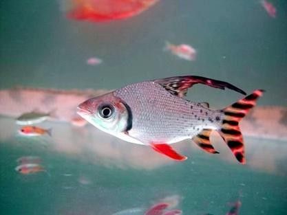 飛鳳魚品牌介紹