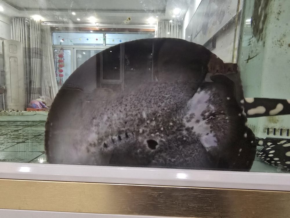請問下這條魟魚是公是母？