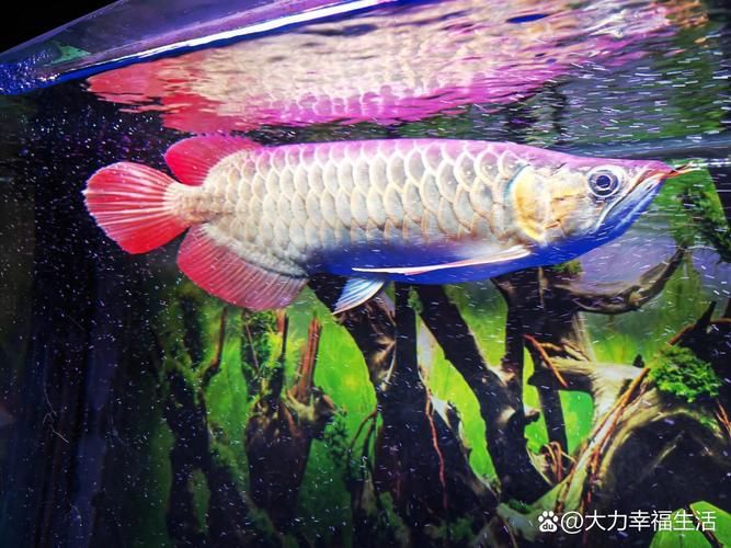 給我更多關于龍魚蒙眼的圖片