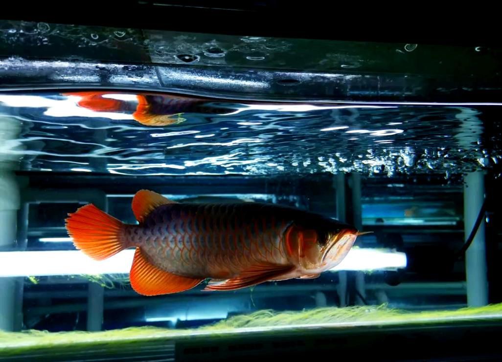 給我更多關于龍魚蒙眼的圖片