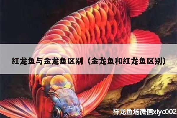 紅龍魚與金龍魚區別（金龍魚和紅龍魚區別） 紅龍魚與金龍魚區別（金龍魚和紅龍魚區別） 觀賞魚百科