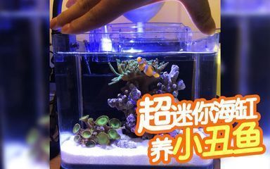 龍魚缸品牌售后服務評價（龍魚缸品牌的售后服務是否提供上門安裝服務是否提供上門安裝服務）