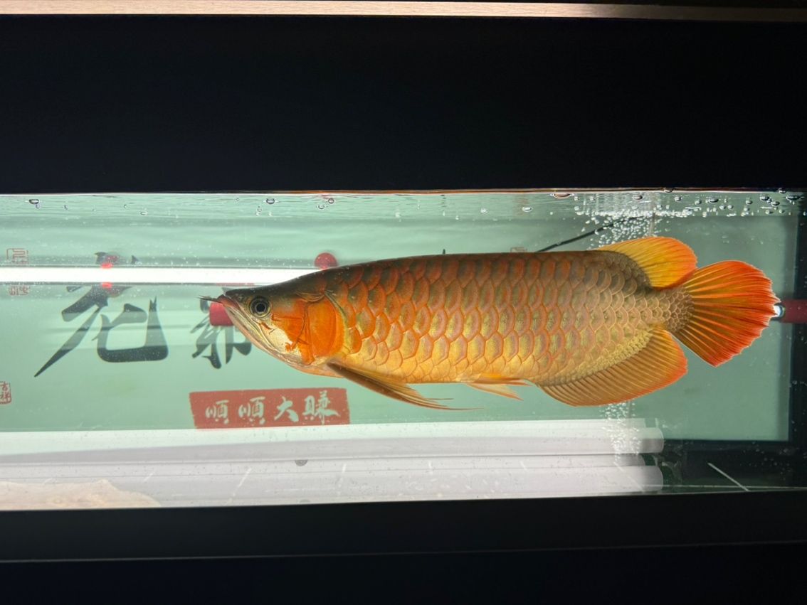 吾家有龍