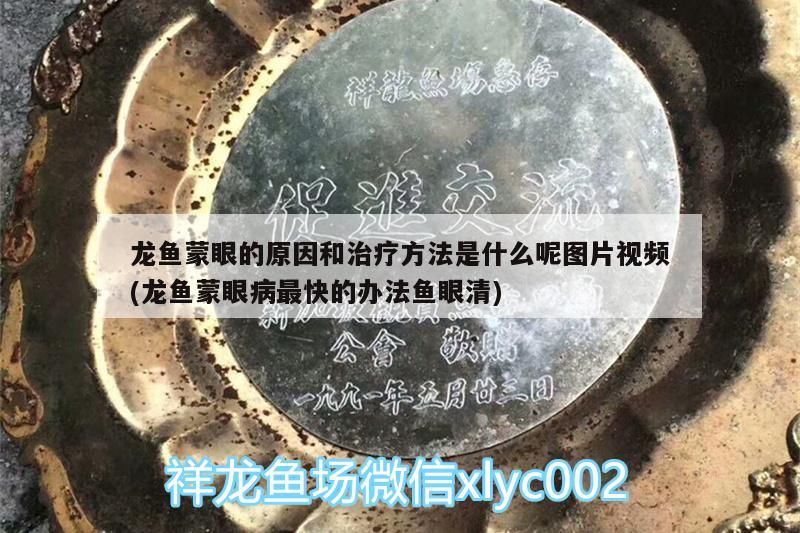 龍魚蒙眼的原因和治療方法是什么呢圖片視頻(龍魚蒙眼病最快的辦法魚眼清)