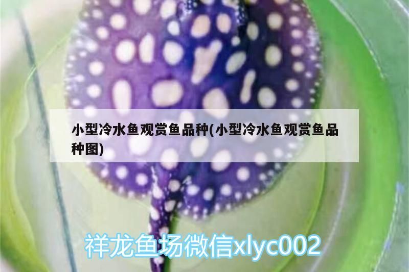 小型冷水魚觀賞魚品種(小型冷水魚觀賞魚品種圖) 小型冷水魚觀賞魚品種(小型冷水魚觀賞魚品種圖) 觀賞魚百科
