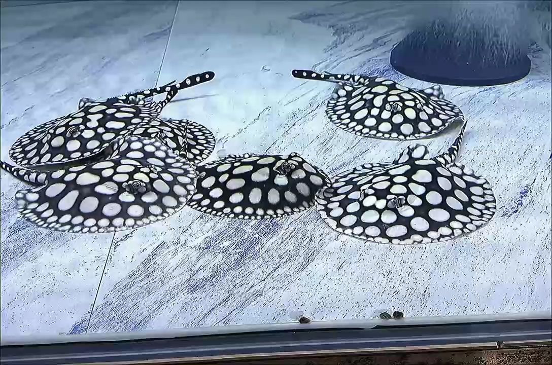 早安，周二 早安，周二 龍魚論壇