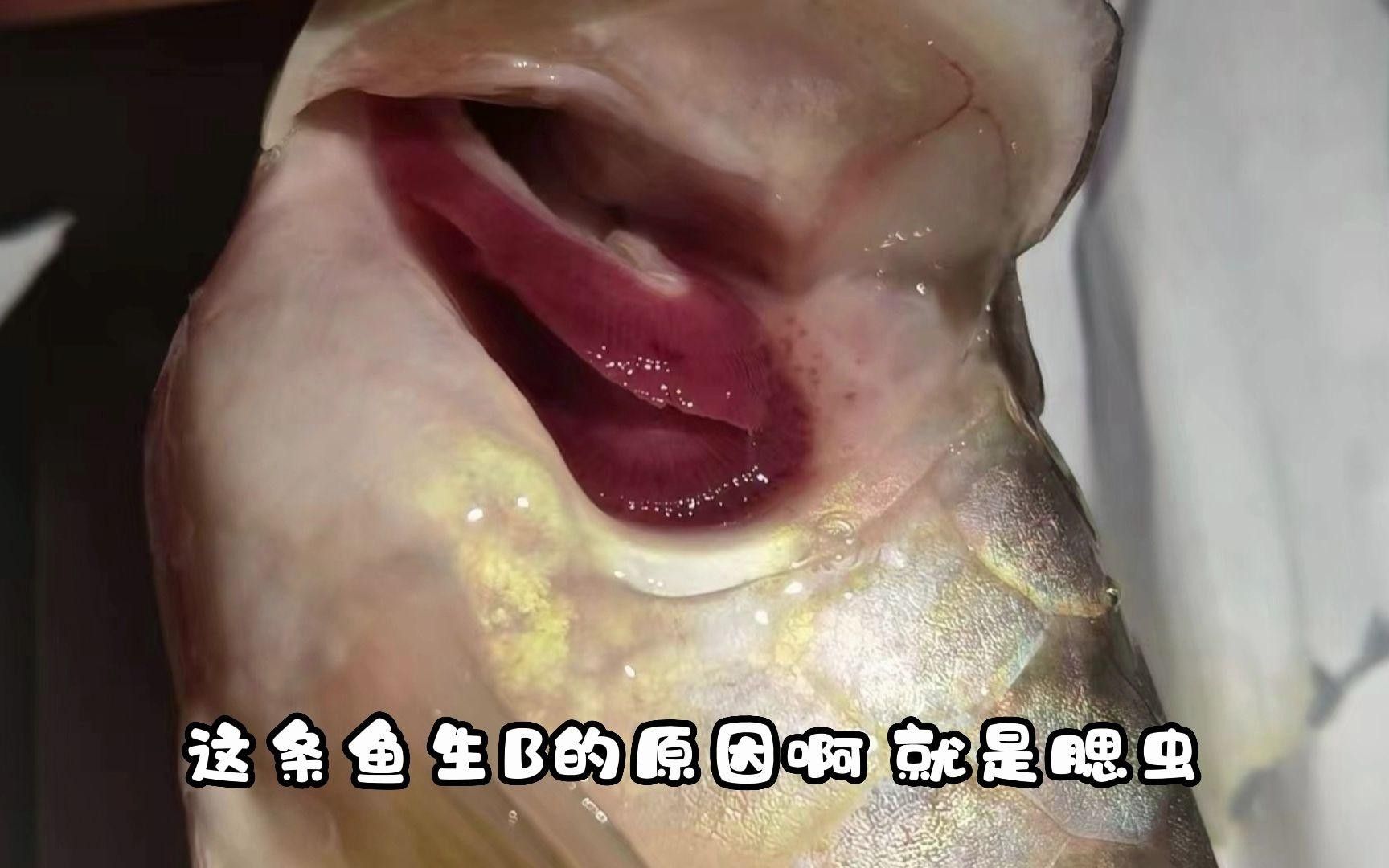 龍魚腮蟲有什么表現嗎