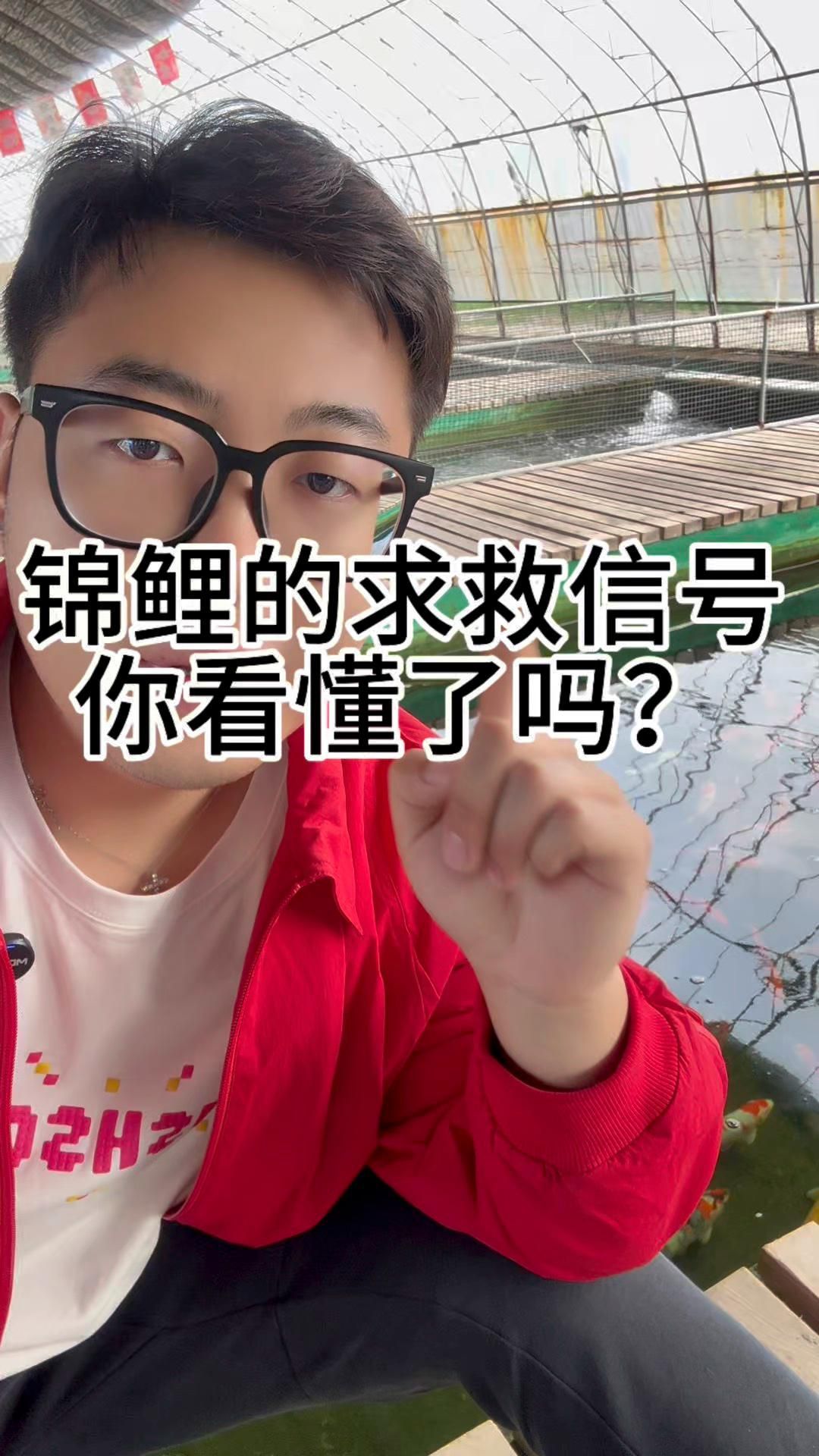 如何判斷錦鯉是否患有疾?。?></span>00:3800:00/00:381.錦鯉求救信號概述2.爛腮信號3.交叉感染或重度細菌感染4.水霉或白瓜蟲感染5.寄生蟲感染6.腸炎信號<object></object><hr><p class=