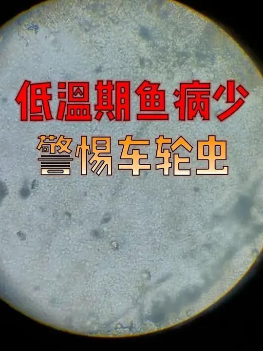 魚鰓蓋上有大塊白色，如何判斷是哪種病？