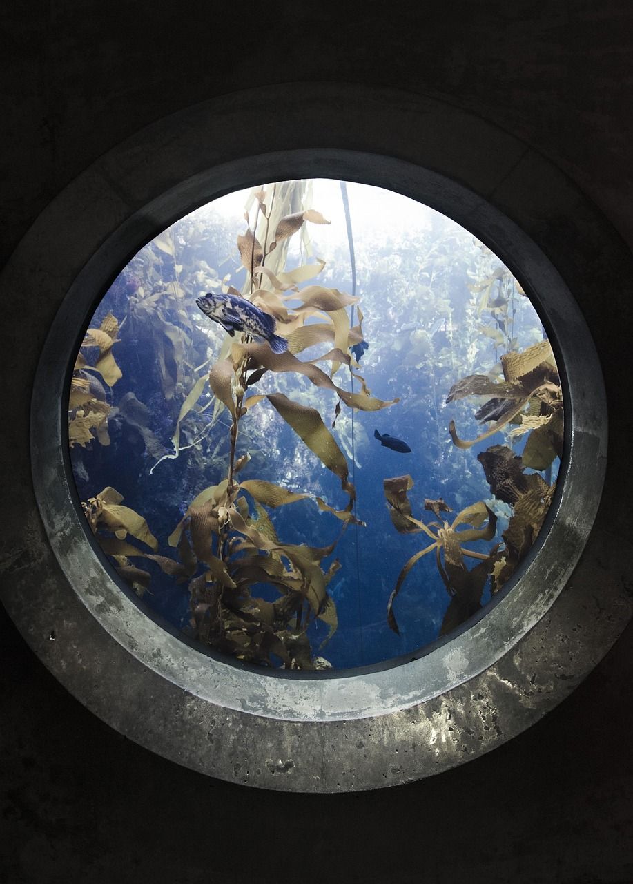 龍魚圖片壁紙大全（ 龍魚圖片 國畫）