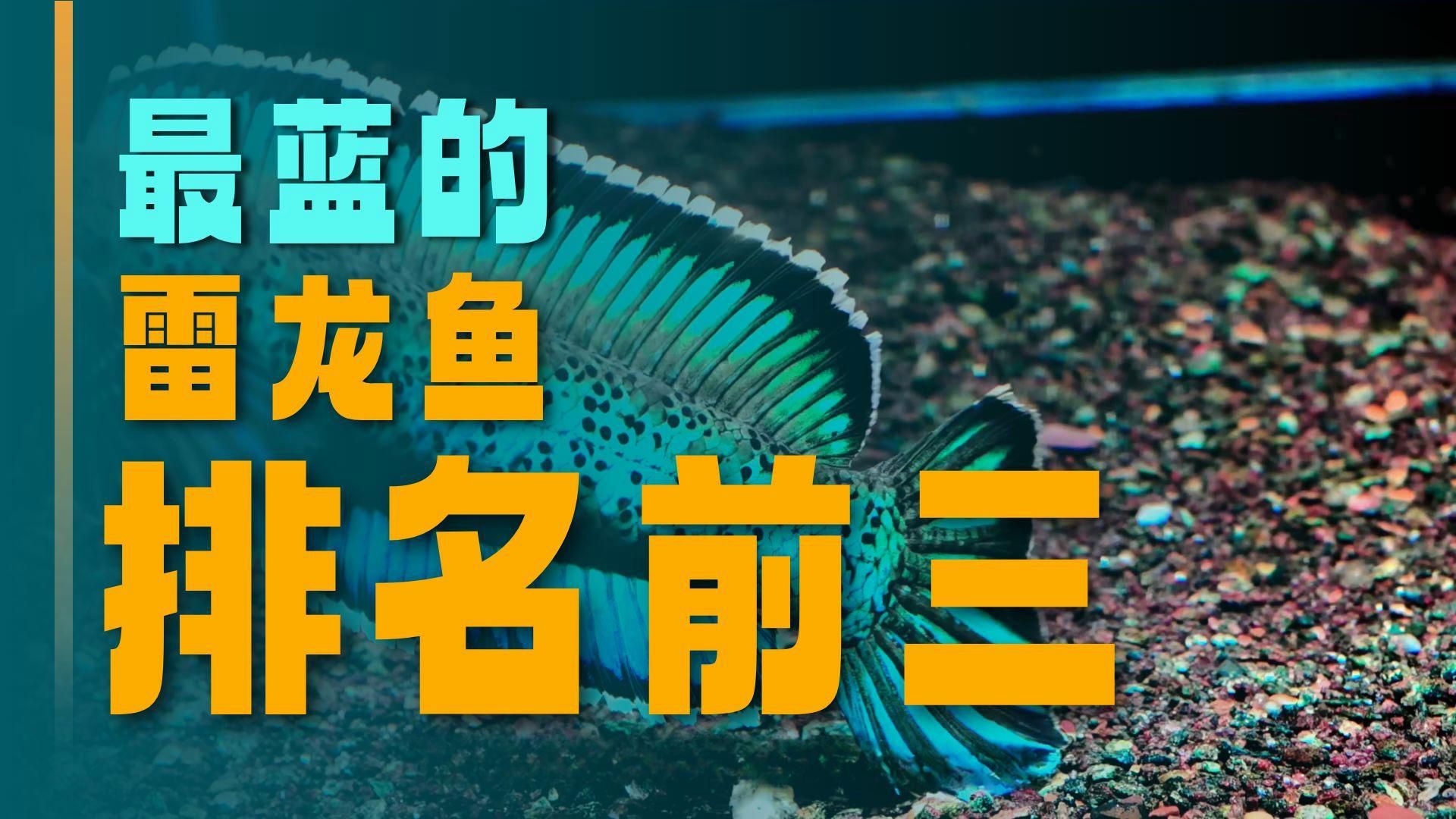 有哪些龍魚品種適合冷水養(yǎng)殖？