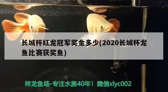 長城杯紅龍冠軍獎金多少(2020長城杯龍魚比賽獲獎魚)